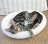 kitties